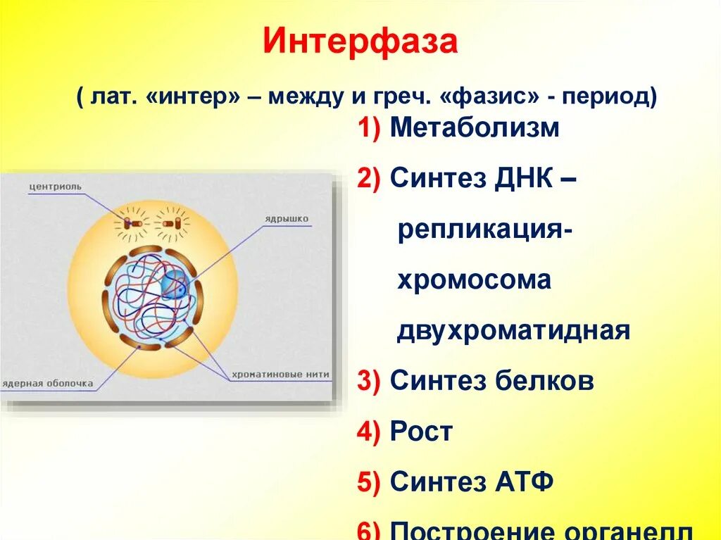 Биология 9 класс интерфаза, митоз. Митоз 10 класс биология интерфаза. Интерфаза g3. Рисунок строение интерфазы. 3 этапа интерфазы