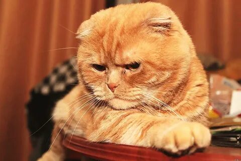 Рыжий шотландский кот
