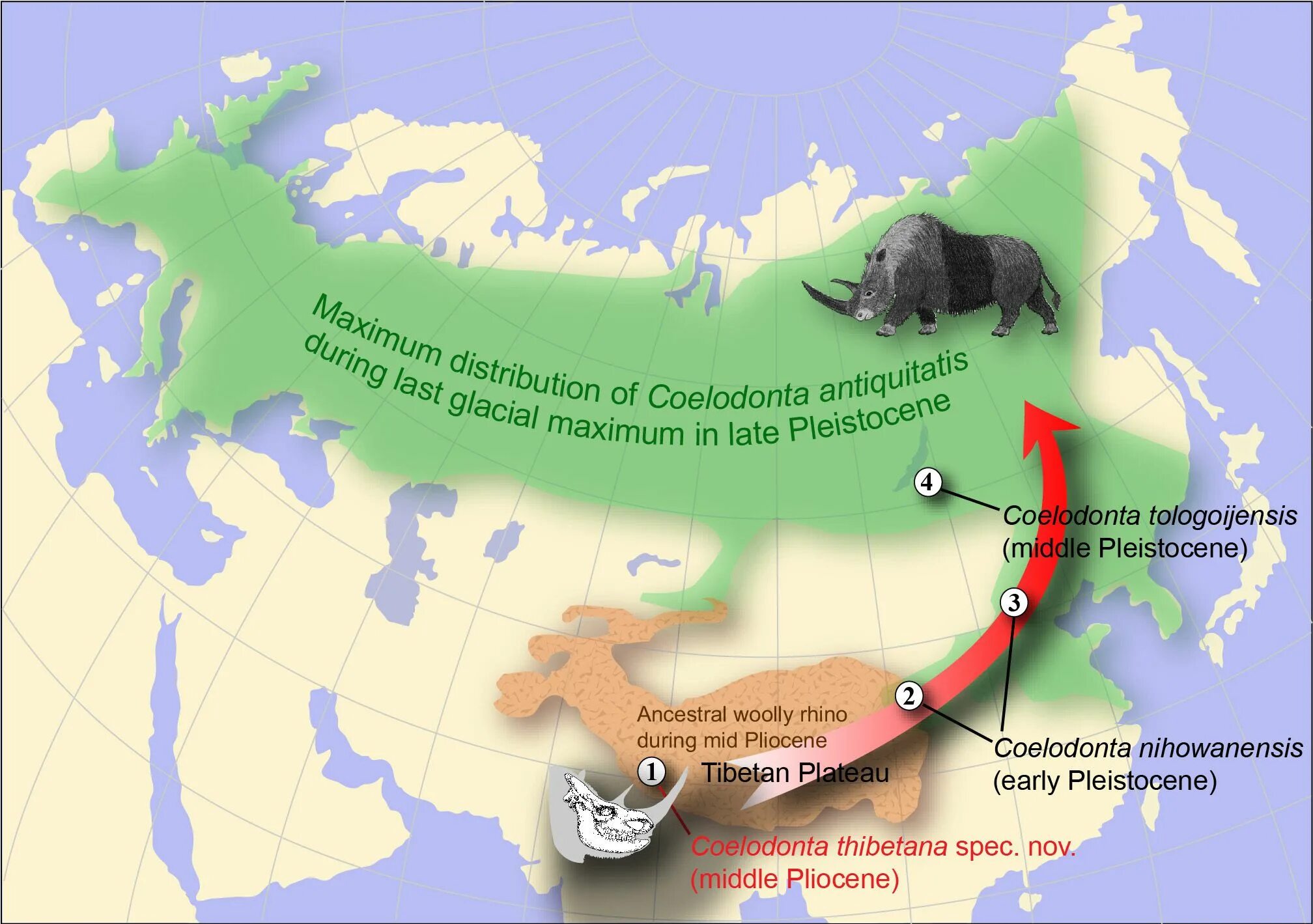 Где жили мамонты. Шерстистый носорог ареал обитания. Coelodonta thibetana. Карта обитания Носорогов. Ареал Мамонтов карта.