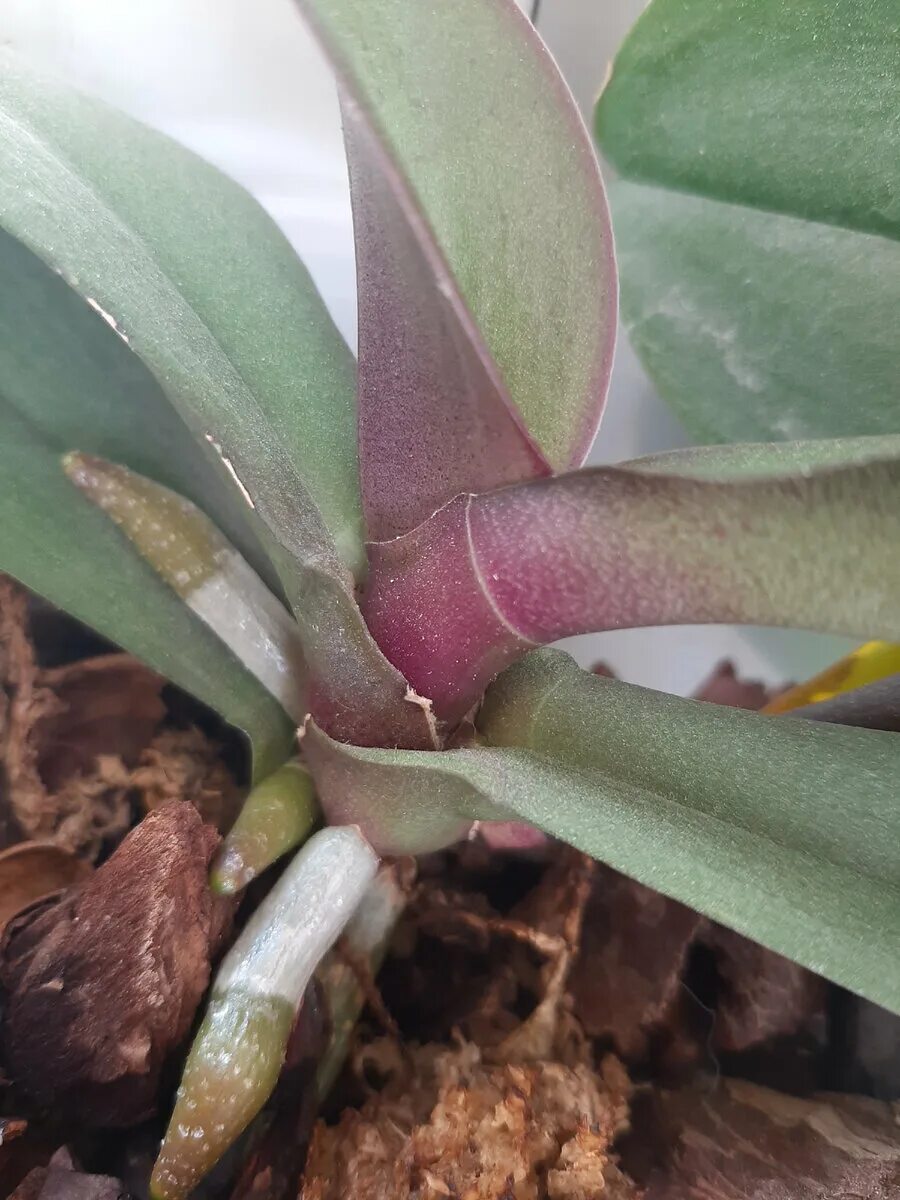 Цветонос орхидеи фаленопсиса. Цветонос у орхидеи. Орхидея доращивает цветонос. Фаленопсис корни на цветоносе. Как отличить орхидею