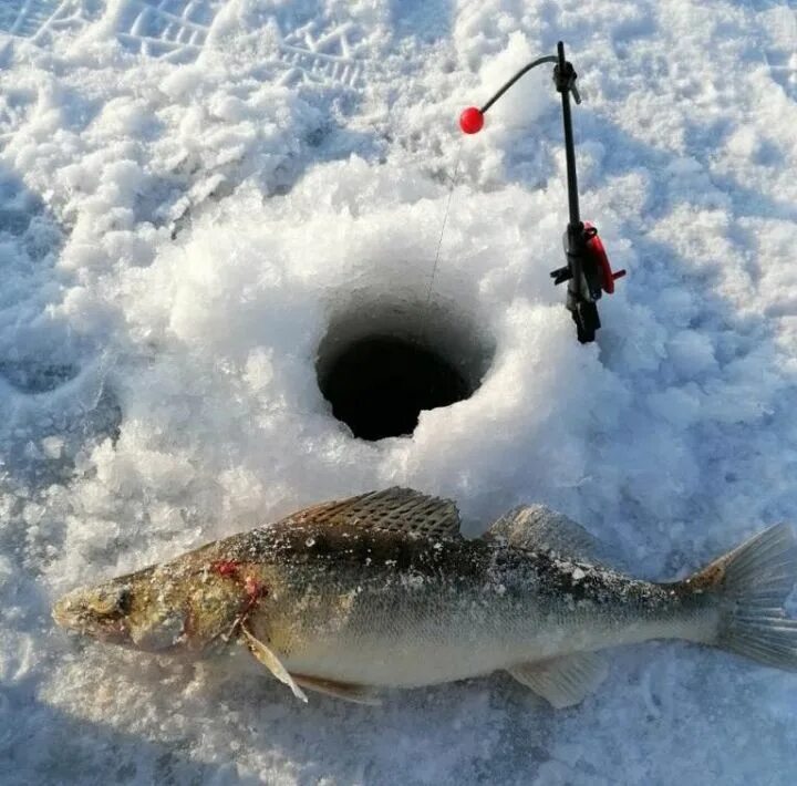 Лещ замороженный. Где купить копченую рыбу в старой руссе. Рыба чистополь. Чистополь рыбалка на каме. Астрахань аквариум сом холодного копчения.