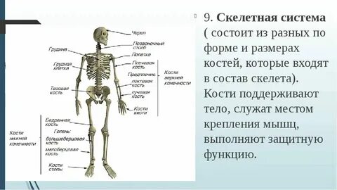 Кости скелета образованы тканью