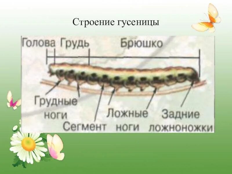 Строение гусеницы. Внешнее строение гусеницы. гусеница строение тела. внутреннее строение гусеницы.