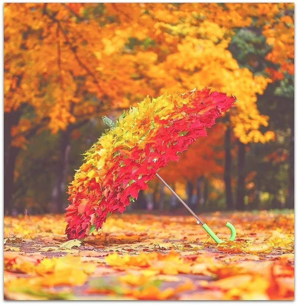 Настроение золотая осень. Осень в саду. Оранжевое настроение осень. Люстра golden autumn leaves. Букет из осенних листьев.