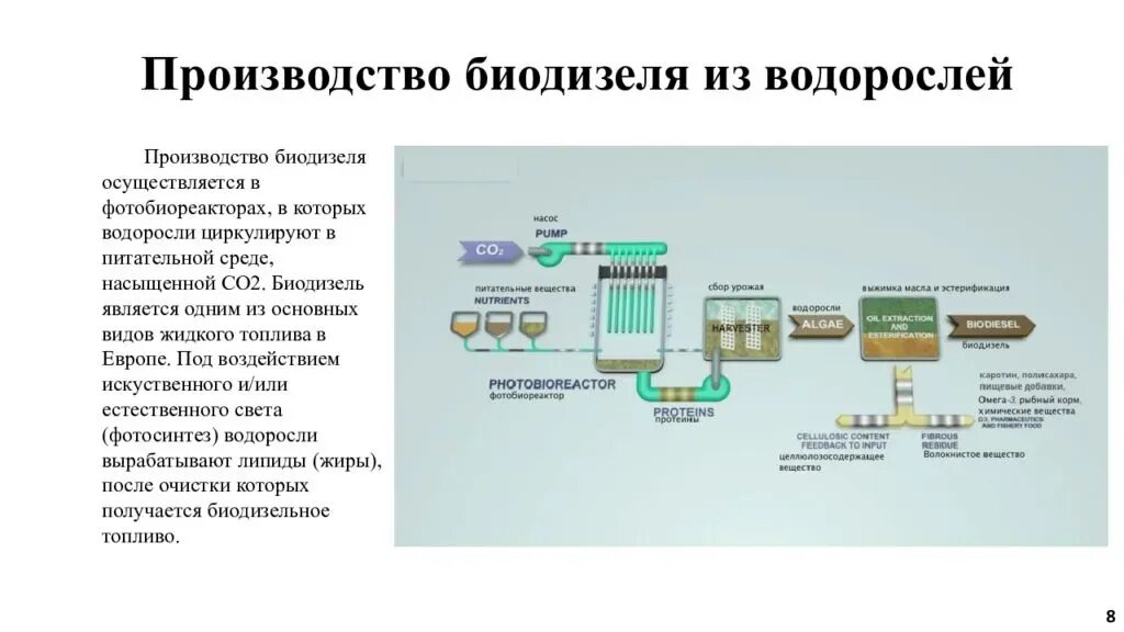 Схема технологического производства биодизеля из водорослей. Биодизель схема производства. Схема получения биотоплива. Биодизель из водорослей схема производства.