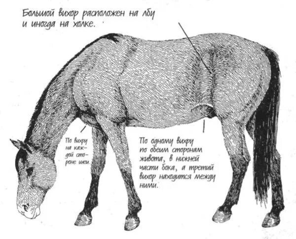 Направление шерсти у лошади. Направление роста шерсти у лошадей. Холка коня. Рост шерсти лошади. Направление шерсти