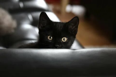 Black kitten