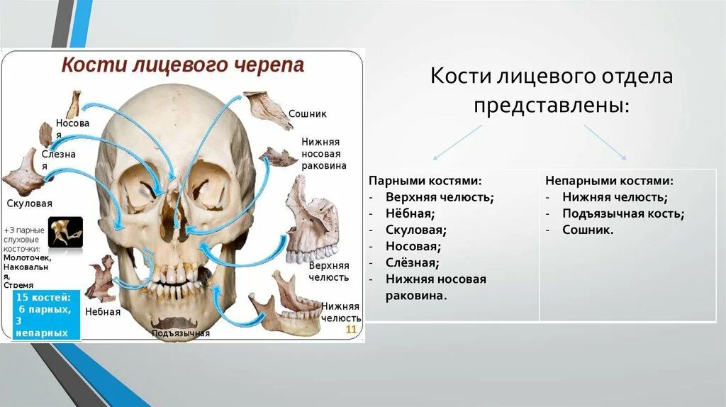 Состав кости черепа. Кости лицевого черепа слезная кость. Парные и непарные кости лицевого отдела черепа. Кости черепа анатомия лицевой отдел парные и непарные. Воздухоносные кости лицевого отдела черепа.