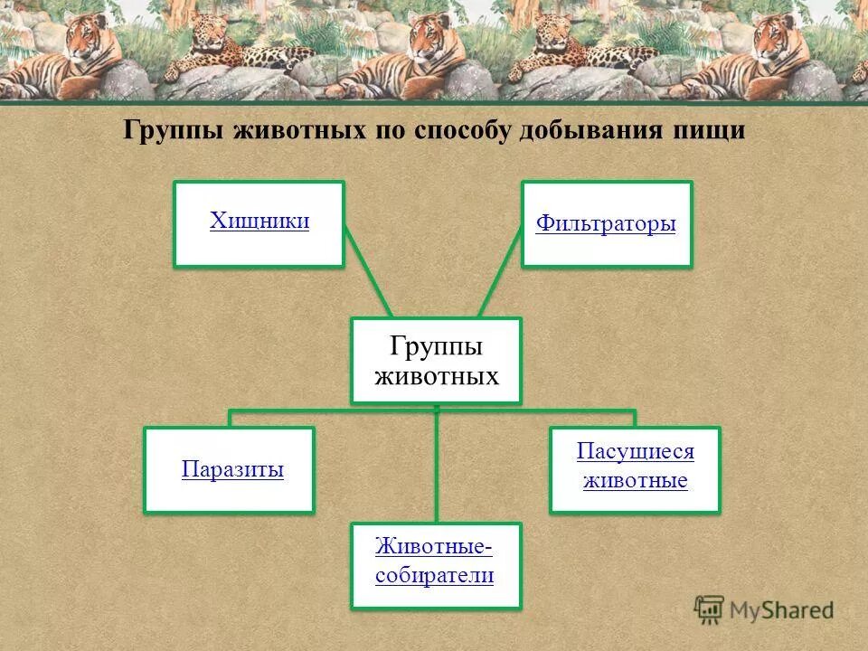 способы добывания пищи животными. способы добывания пищи. основные правила добывания пищи. способы добывания еды. способы добывания пищи животными 6 класс.