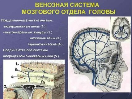 Венозные синусы головного мозга