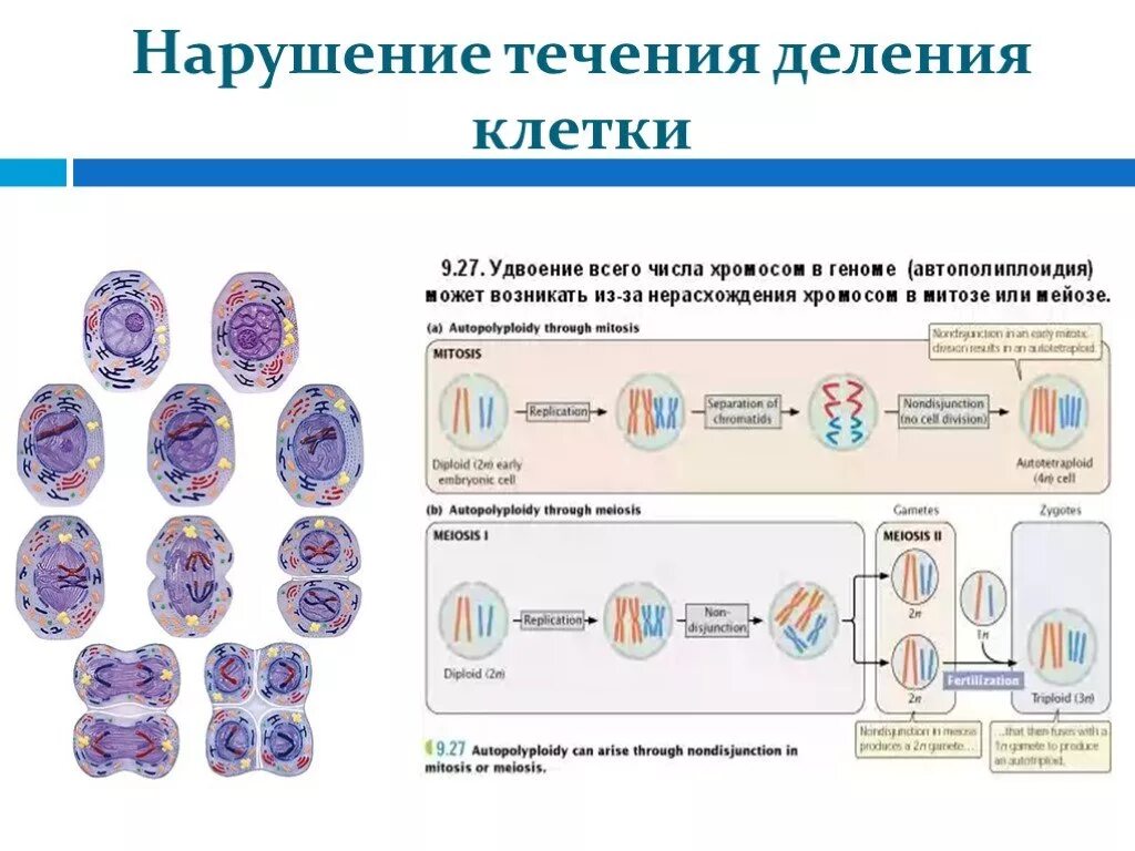 Нарушение деления клеток