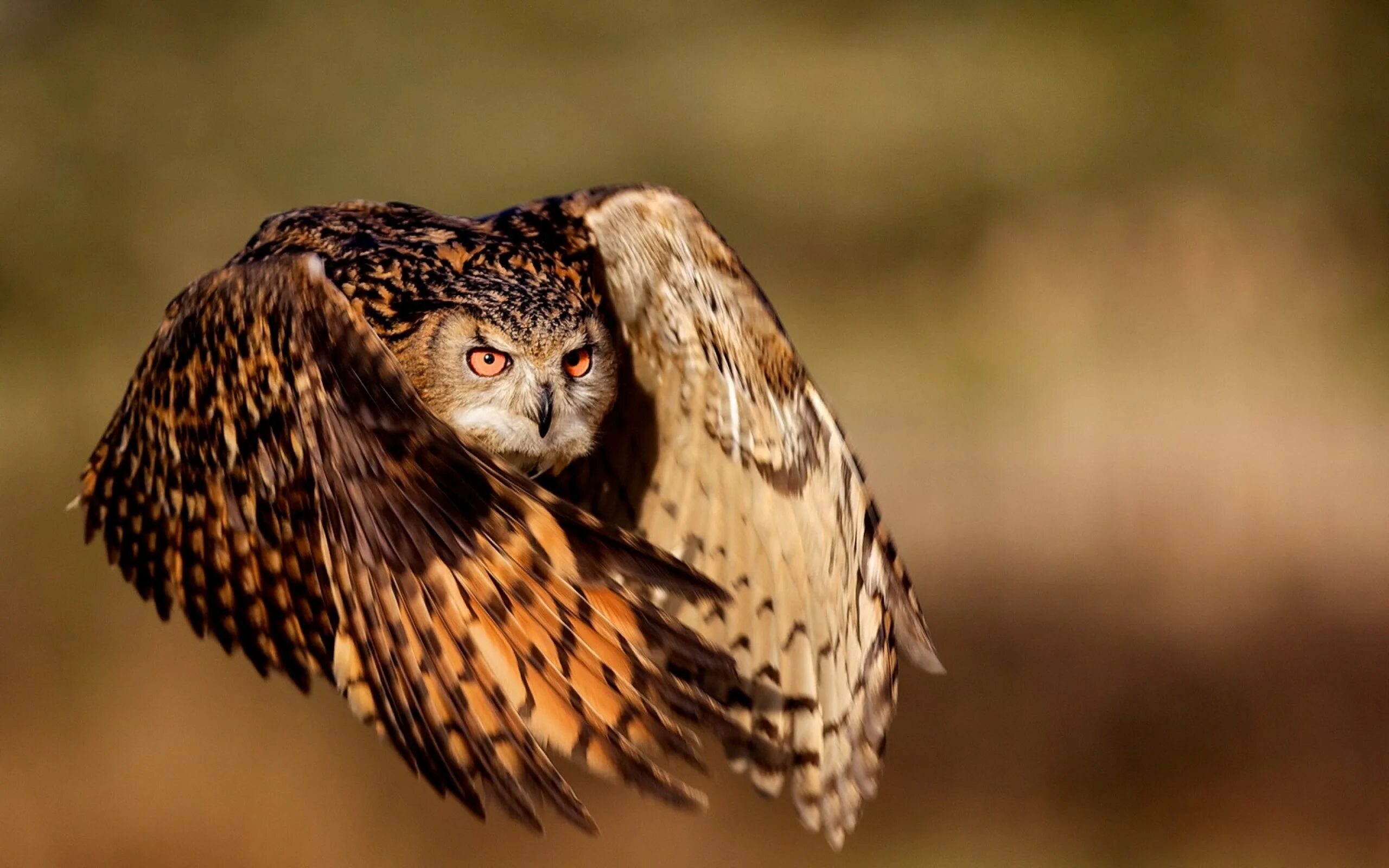 Филин Bubo Bubo. Совообразные Филин. Филин (the Owl) 1991. Филин размах крыльев. Крупная совообразная птица