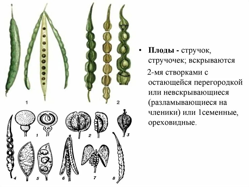 Крестоцветные плод стручок. Семейство крестоцветные плод стручок. Стручок и стручочек крестоцветные. Стручок и стручочек плоды семейства.