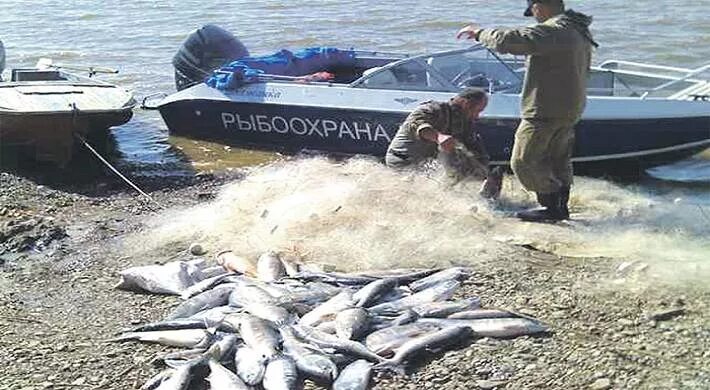 Штраф за ловлю сетями. Рыболовное браконьерство. Товарищи рыбаки. Есть ли штраф за браконьерство.