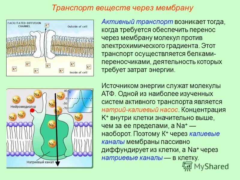 Клеточного транспорта активный транспорт