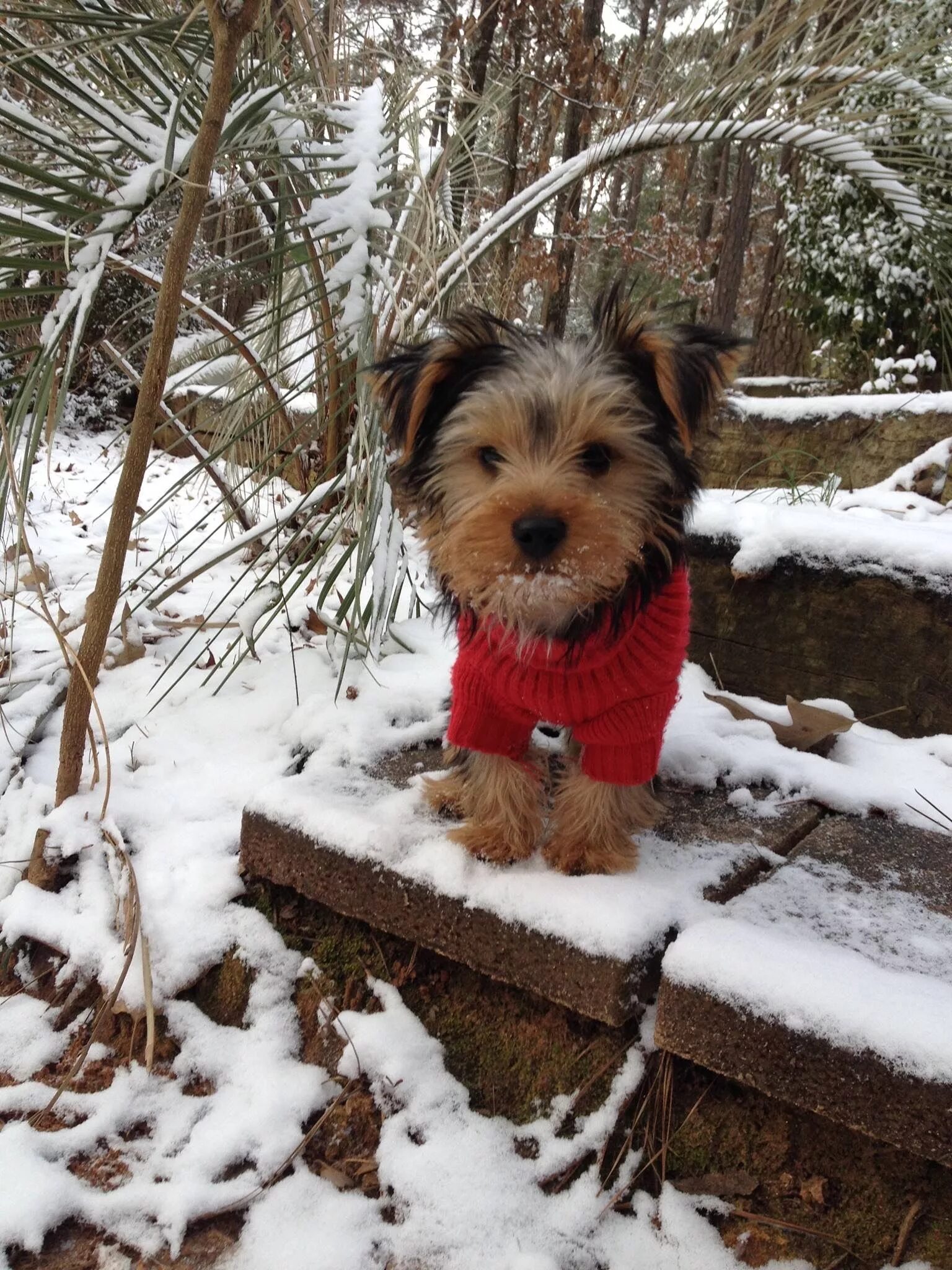 Йоркширский терьер зима. Новогодние стрижки йоркширского терьера. Йоркширский терьер зимой. Йоркширский терьер в снегу. Шиншилла на йорке.