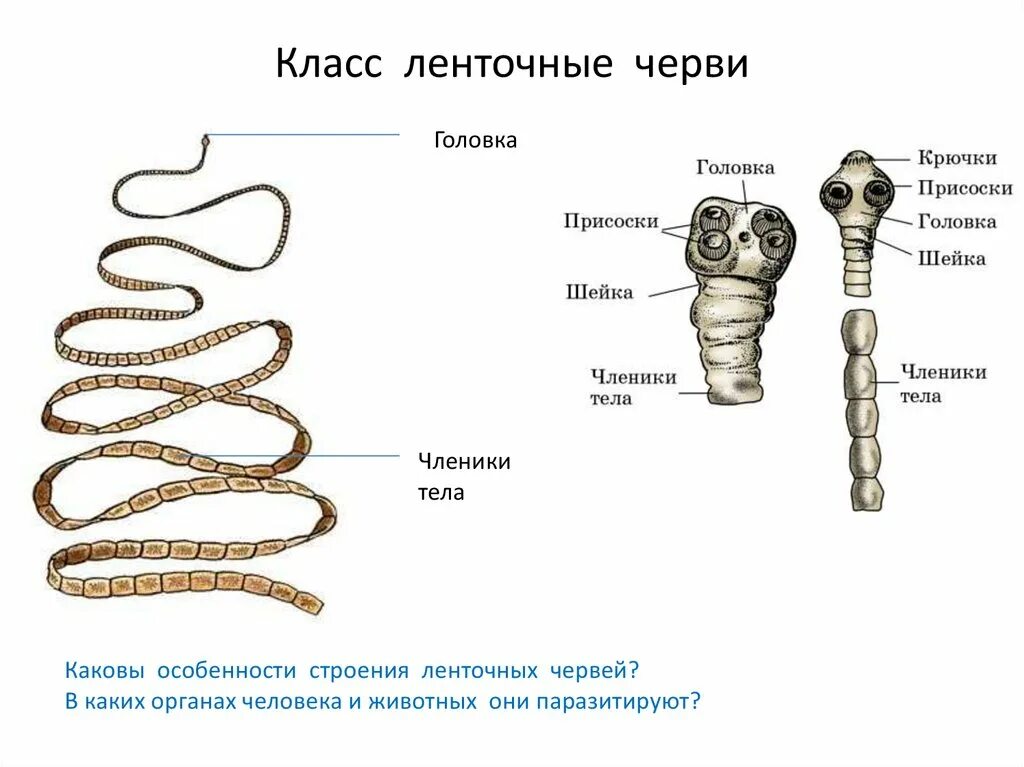 Цепни на латыни. Строение стробилы ленточных червей. Строение ленточных гельминтов. Класс ленточные черви строение. Строение ленточного червя 7 класс биология.