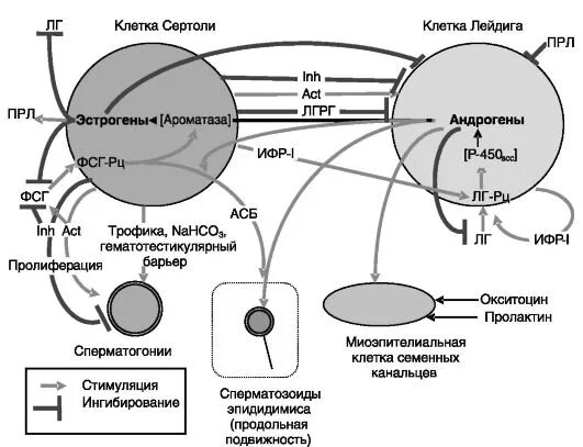 Семенники какой гормон. Клетки лейдига и клетки сертоли функции. семенники гормоны и функции. клетки лейдига гормон. функции гормонов семенников.