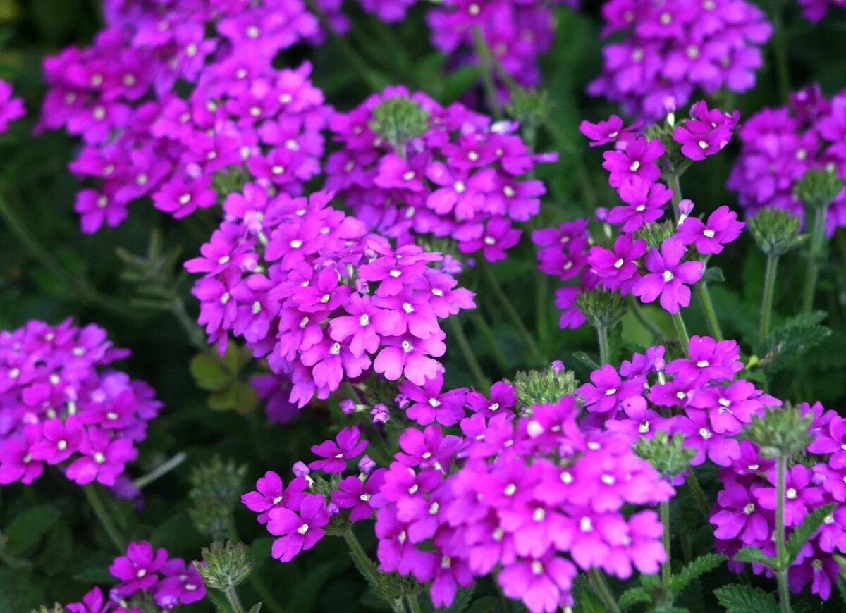 Вербена дефианс. Вербена tapien. Вербена officinalis. Патагонская вербена. Вербена бонарская.