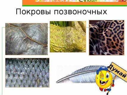 Презентация изучение покровов тела у животных