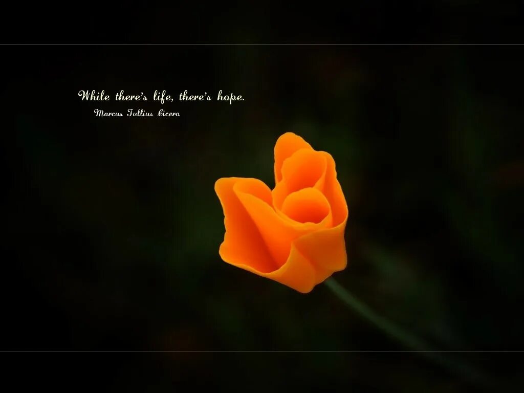 While there is life there is. Hope all is well Roses.