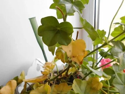 Какую температуру выдерживает герань на улице