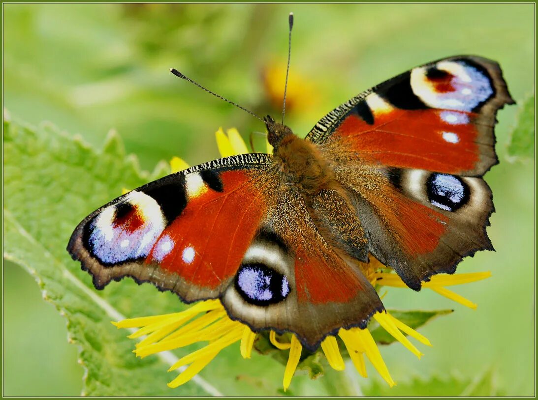 Разноцветные жуки и бабочки. Жуки и бабочки. Мотылек Жук. Мотылёк, Жук и бабочка.