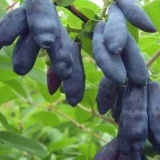 Жимолость сибирячка