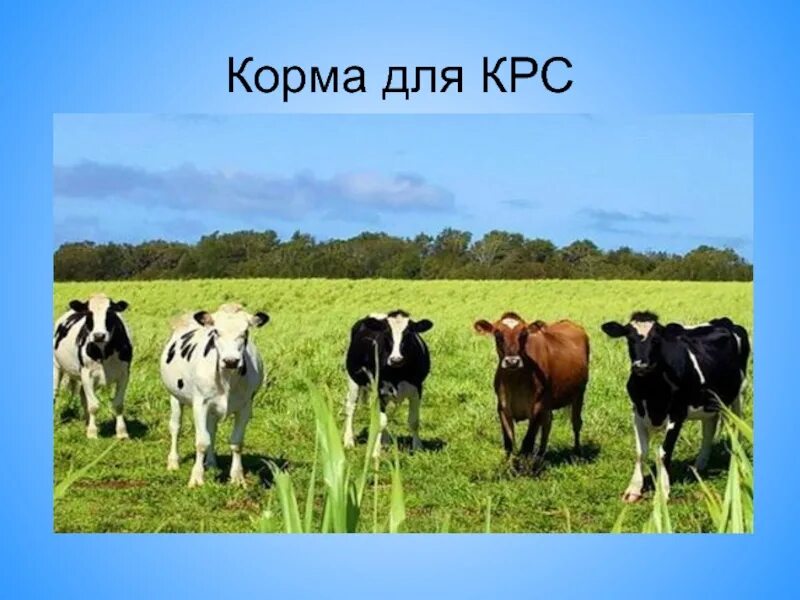 Крупный рогатый скот сообщение. Клевер и корова. сообщение о крупном рогатом скоте. крупный рогатый скот презентация. групповое кормление коров.