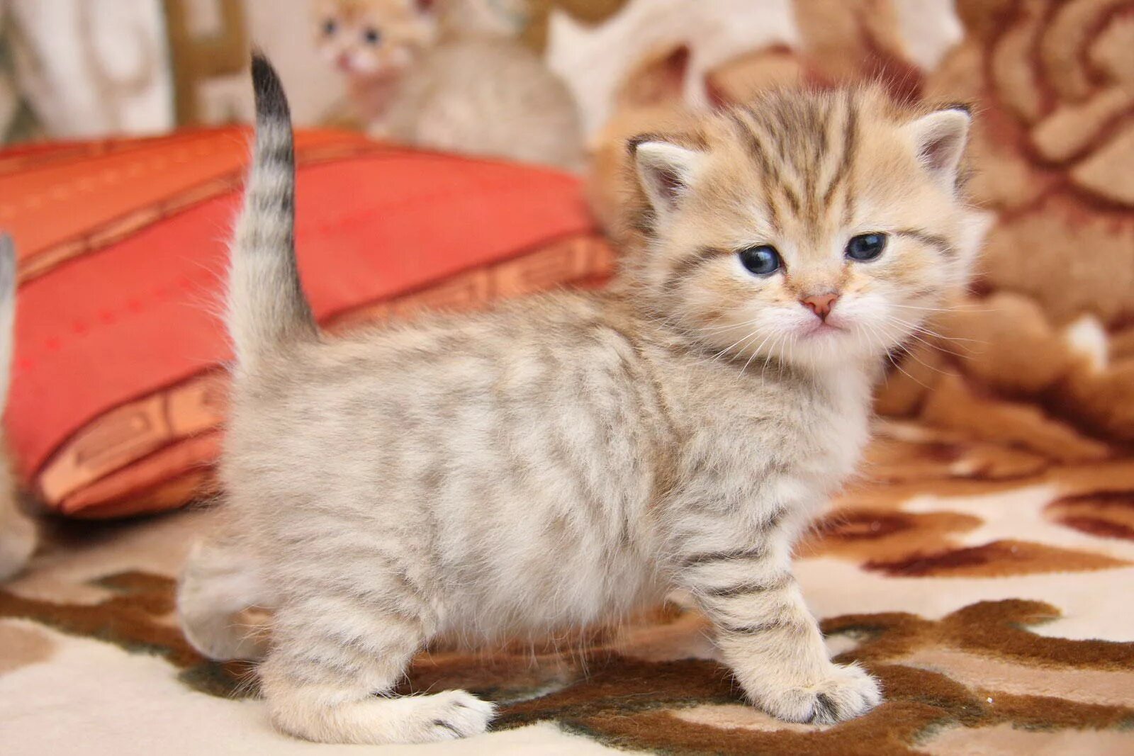 Короткошерстные котята фото Ласковые лапули шотландские. .: 49 999 тг. Кошки Алматы на Olx