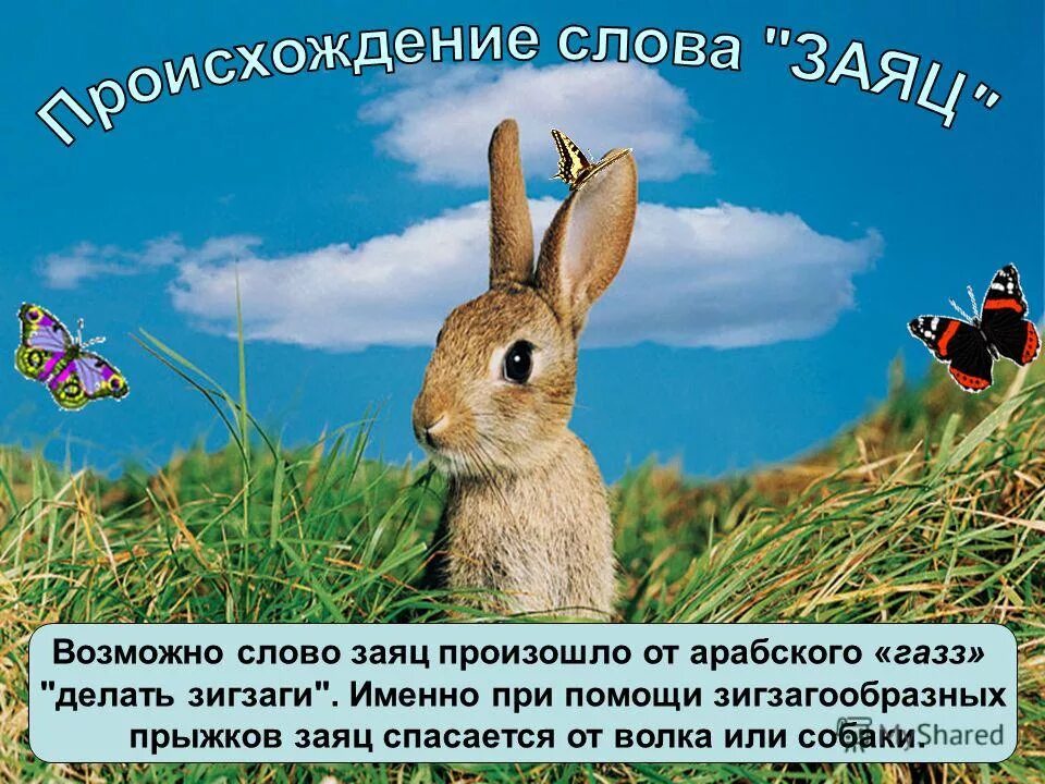 Заяц убегает. Заяц прыгает. Прыгает как заяц прыгает по заячьи. Прыгает как заяц прыгает по заячьи. Придумать предложение со словом прыгать.