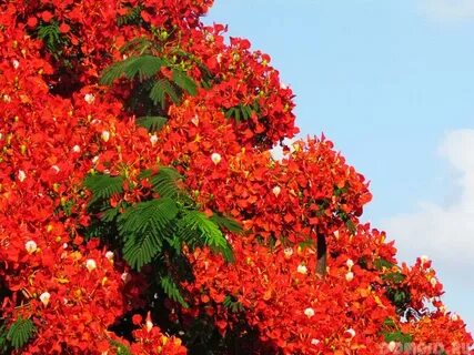 Делоникс королевский