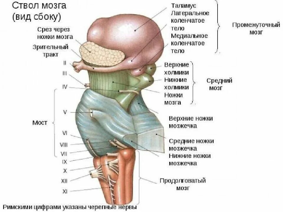 Структура и функции ствола мозга. Структуры ствола мозга. стволовая часть головного мозга строение и функции. нижние отделы ствола мозга. строение ствола головного мозга человека анатомия.