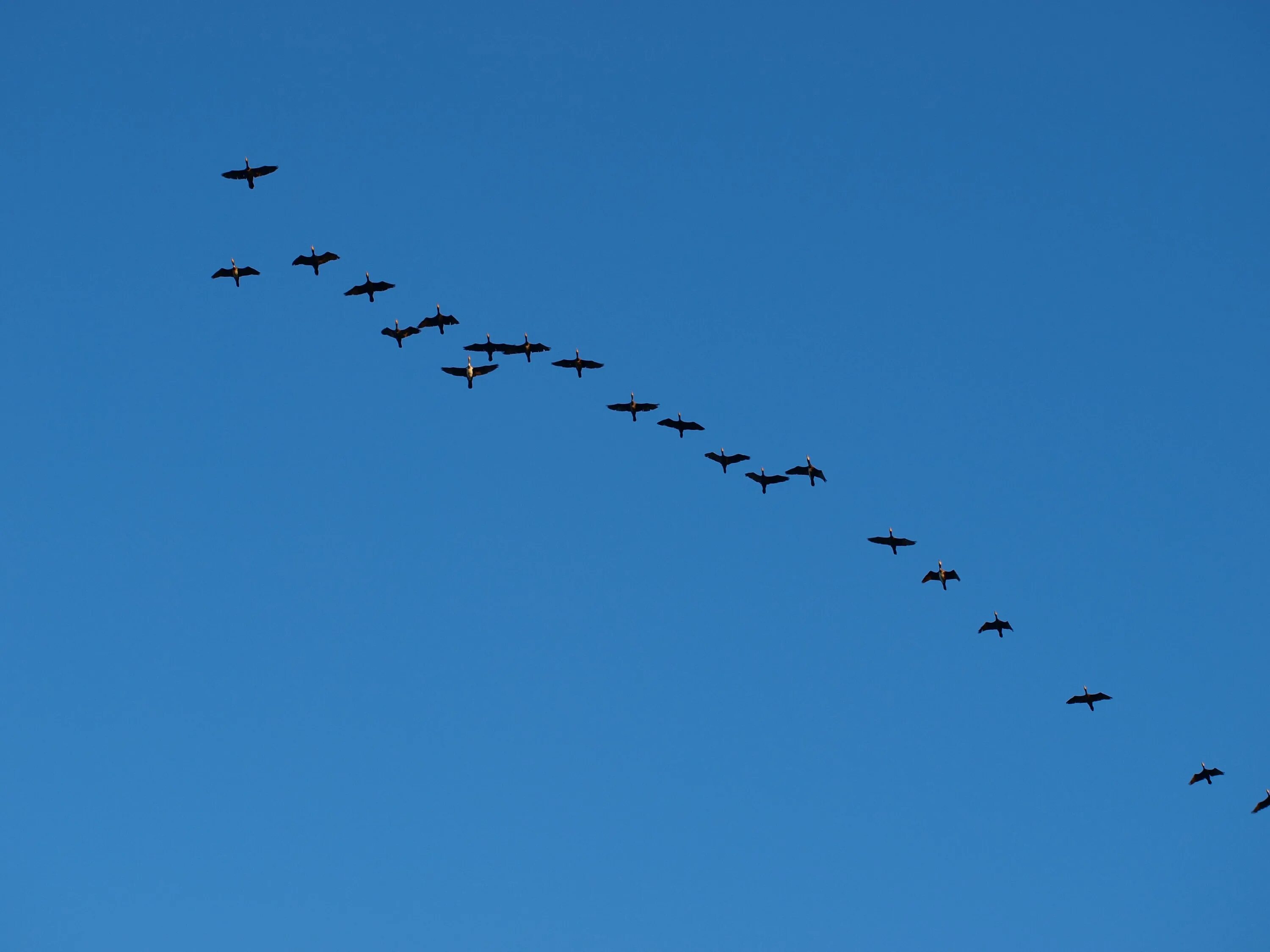 Fly in past. Стая птиц. Птицы улетают. Птицы прилетают с Юга. Косяк птиц.