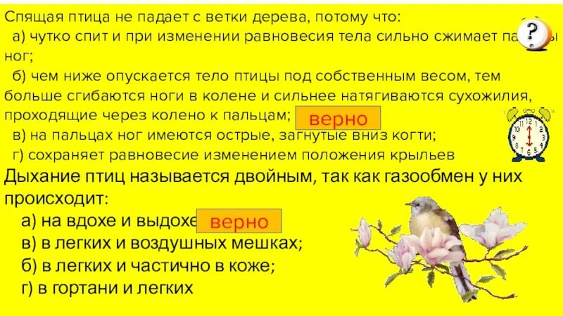 Почему птицы не падают с веток. Почему птицы не падают с ветки во время сна. Почему птицы не падают с дерева.