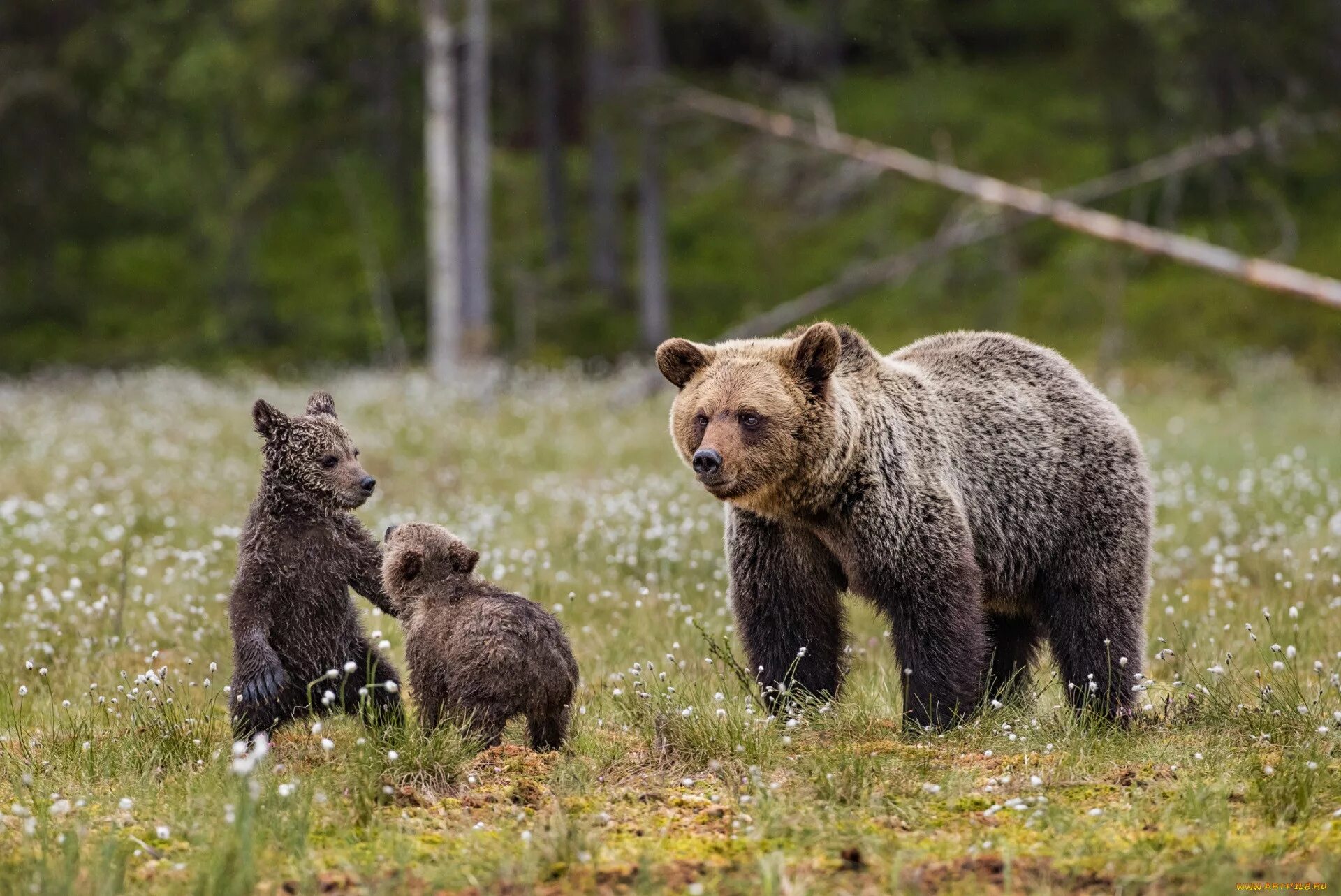 Жизнь медведей в лесу. Медведица с медвежатами. Медведь с медвежонком. Семья медведей фото. Медведь в лесу.