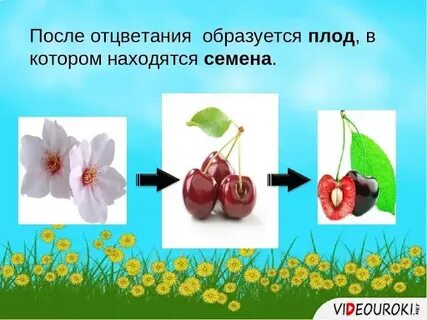 Плод семя цветок впр