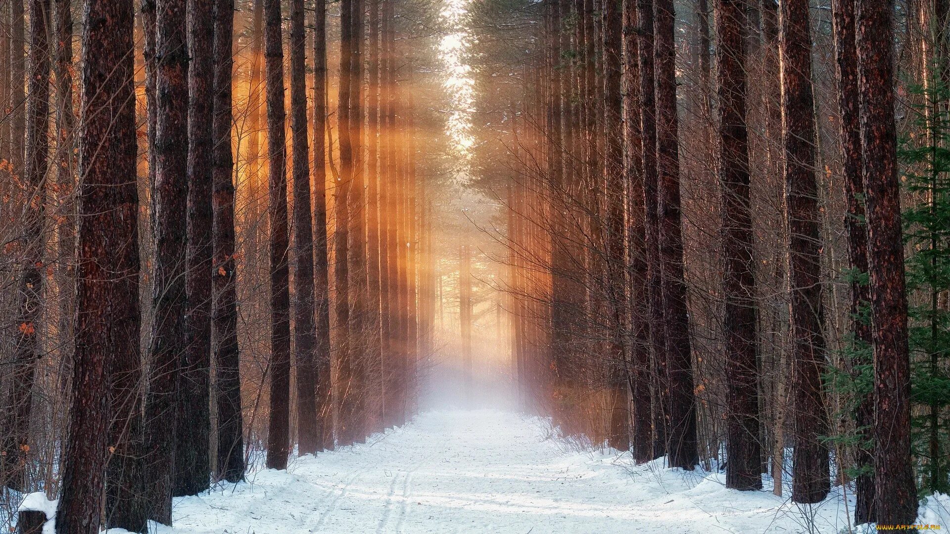 Зимний лес. Зимой в лесу. Заснеженный лес. Тропинка в зимнем лесу.