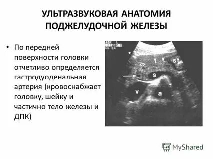 Поджелудочная железа нормы размеров узи