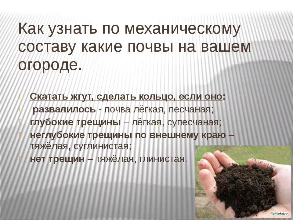 Как понять какая почва