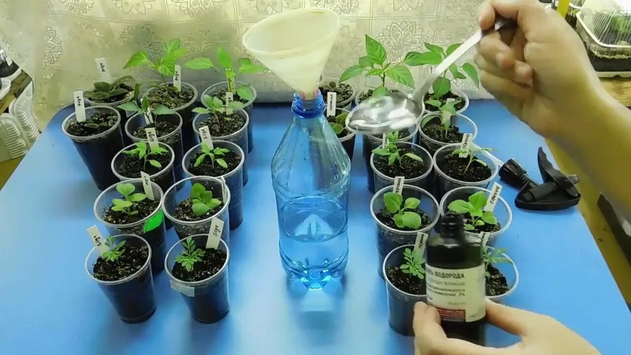 Перекись водорода для рассады томатов как применять. Рассада. перекись для рассады. перекись водорода для рассады. полив рассады перекисью.