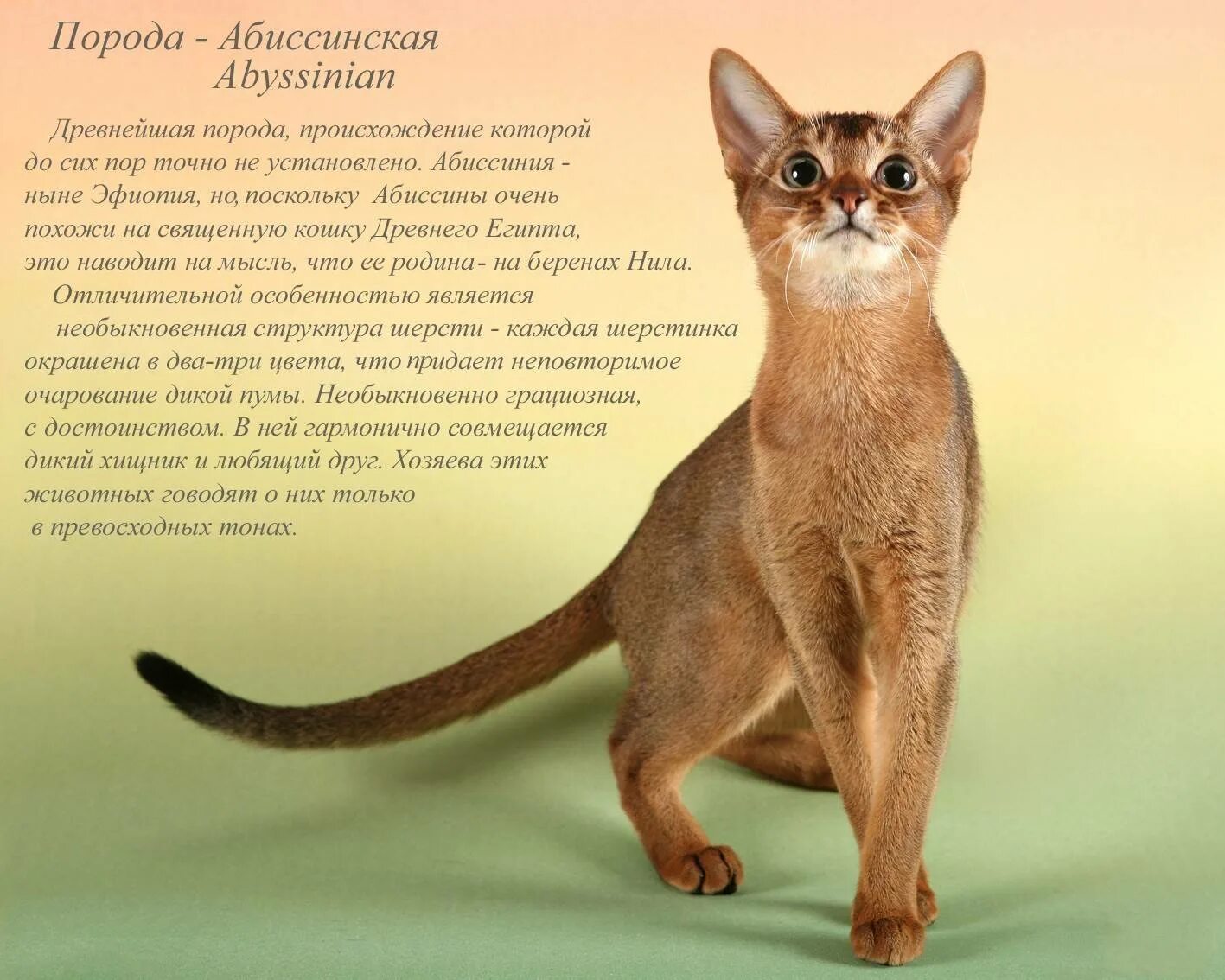 Слова породы кошек. Сиамская и Абиссинская кошка. Ориентальные абиссинцы. Абиссинская порода кошек. Абиссинский бобтейл.