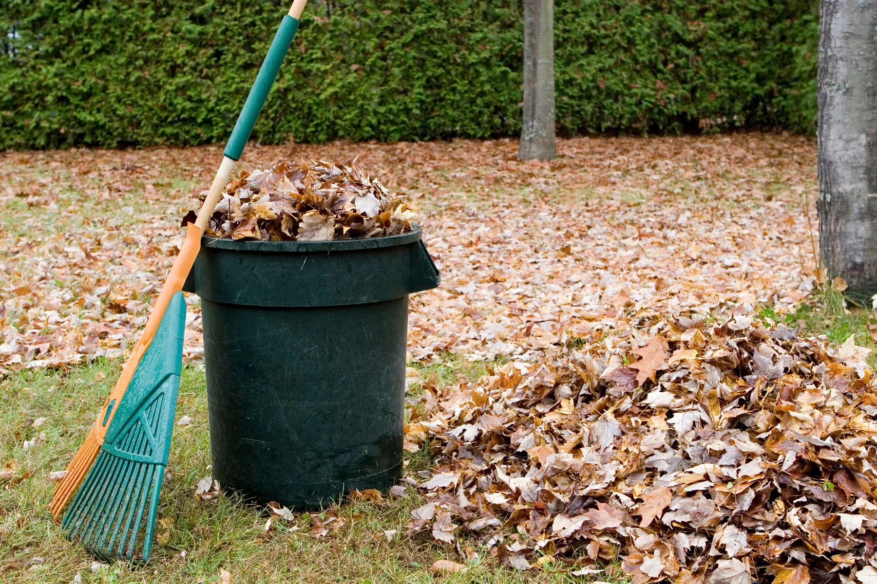 Pick up leaves. Уборка территории. Уборка дачного участка. Уборка листьев.