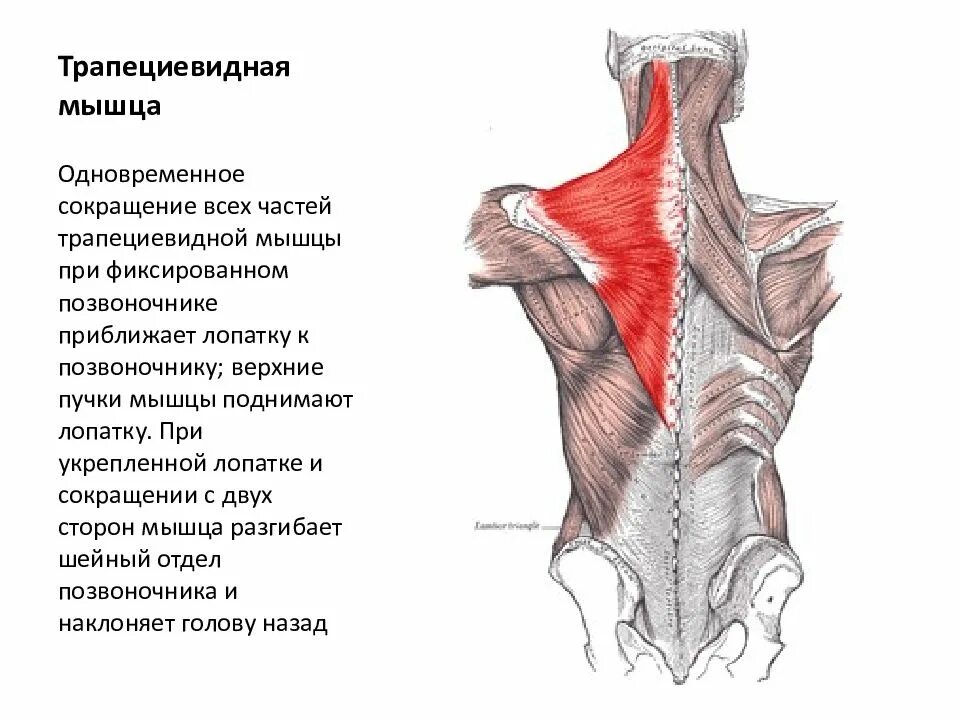 Трапециевидная функция. Нижняя задняя зубчатая мышца иннервация. Задняя зубчатая мышца спины анатомия. Нижняя задняя зубчатая мышца спины функции. Мышцы спины верхняя и нижняя задняя зубчатая мышца.