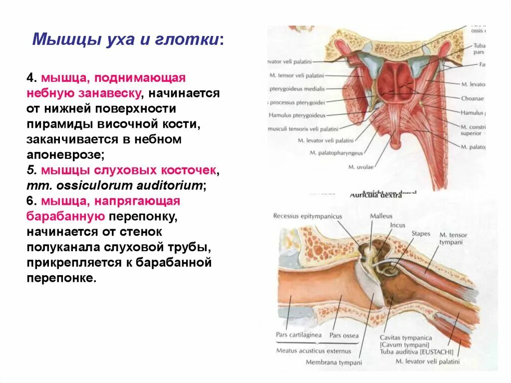 Мышца напрягающая барабанную перепонку латынь. Мышца поднимающая небную занавеску. слуховые мышцы. мышца напрягающая барабанную перепонку.