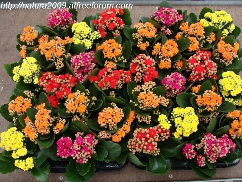 Kalanchoe 'Pink Butterflies' (Pink Mother of Thousands) - World of Succulents Ja