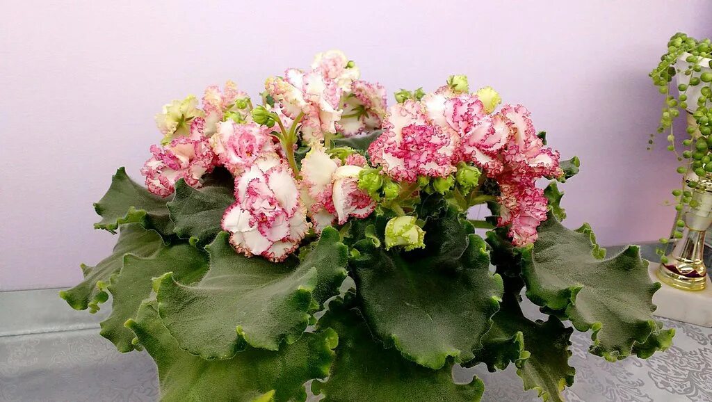 ле розовое золото. ле розовое золото. фиалка ле далия. сорт фиалки ле галатея. фиалка ле rosie girl.