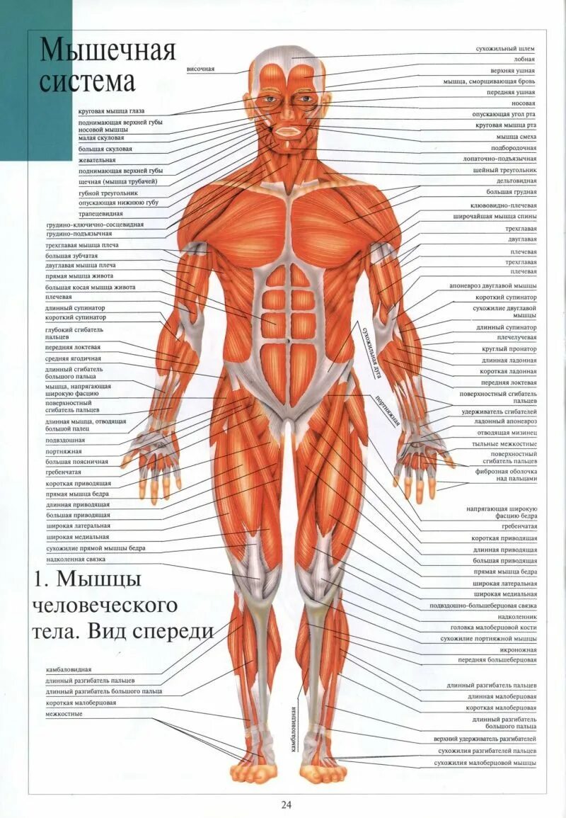 Системы мышц. Мышечная система. мышечная система схема. органы и мышцы человека. мышечная система атлас.