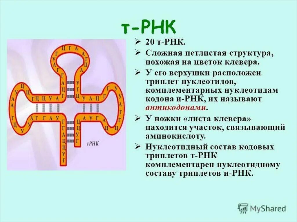 Молекулы рнк имеют структуру. Строение транспортной РНК. Транспортная РНК схема. Транспортная РНК клеверный лист. Строение транспортной РНК схема.