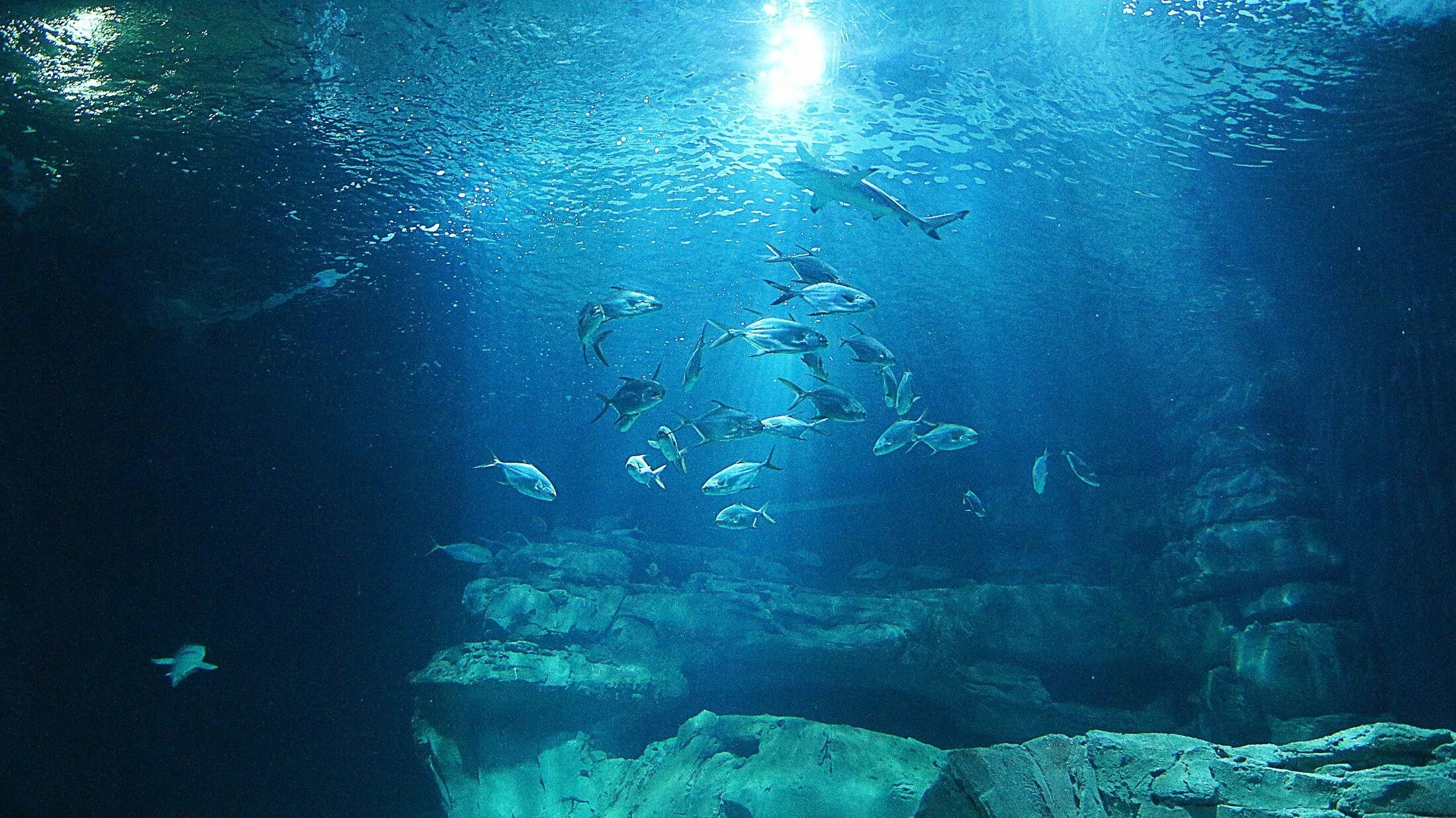 Кайо Коко коралловый риф. Подводные пейзажи. Под водой. Море под водой. Стена на дне океана